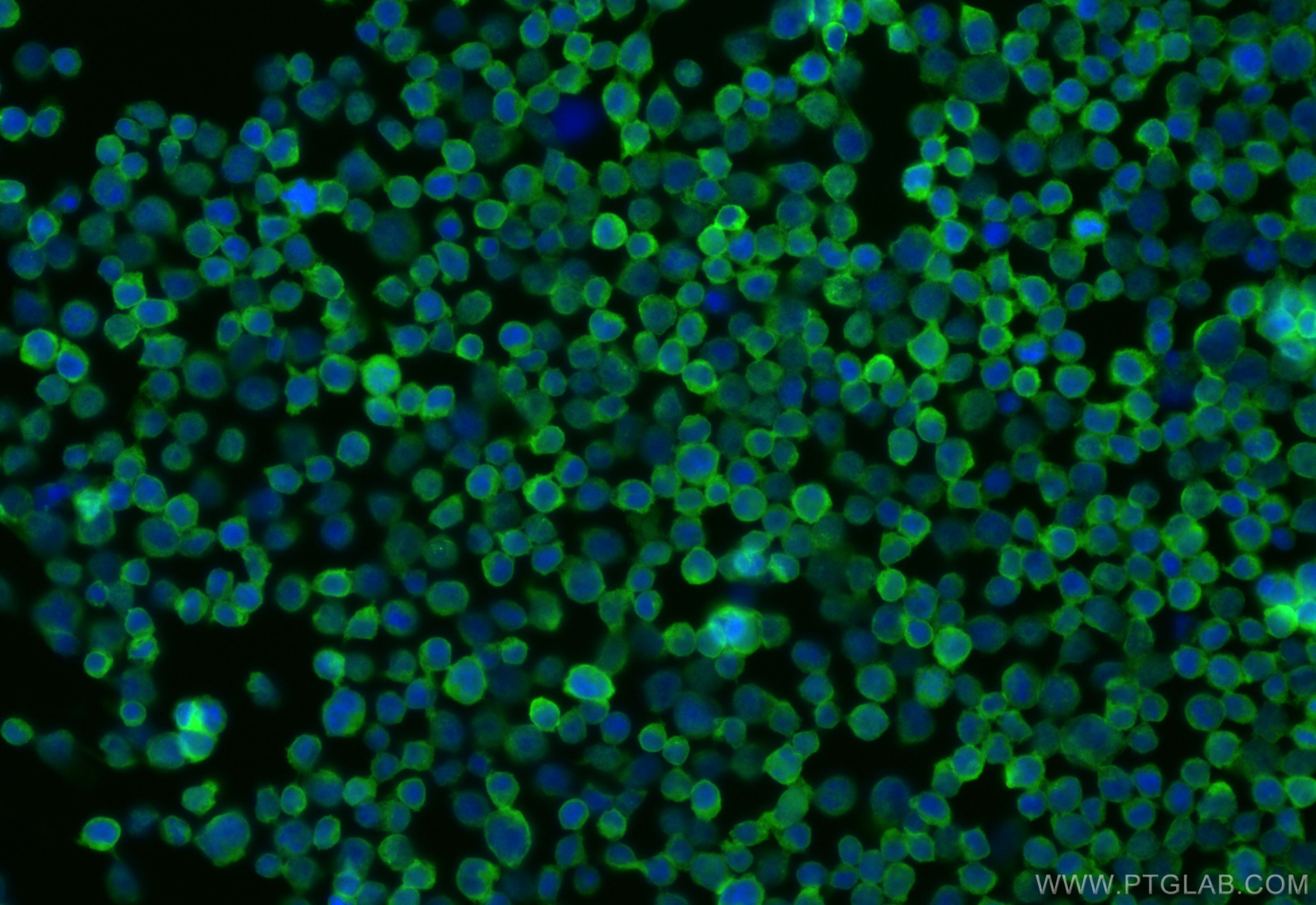 Immunofluorescence (IF) / fluorescent staining of Jurkat cells using CoraLite® Plus 488-conjugated CXCR4 Recombinant an (CL488-84904)