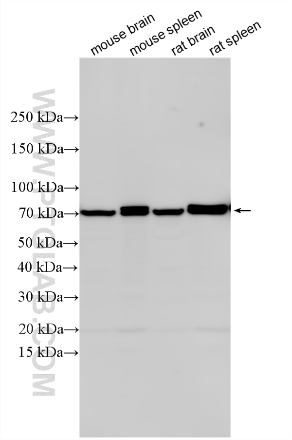 Western Blot (WB) analysis of various lysates using CXCR4/CD184 Polyclonal antibody (33828-1-AP)