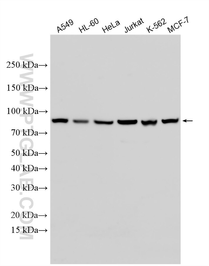 Western Blot (WB) analysis of various lysates using CXCR4/CD184 Polyclonal antibody (34316-1-AP)