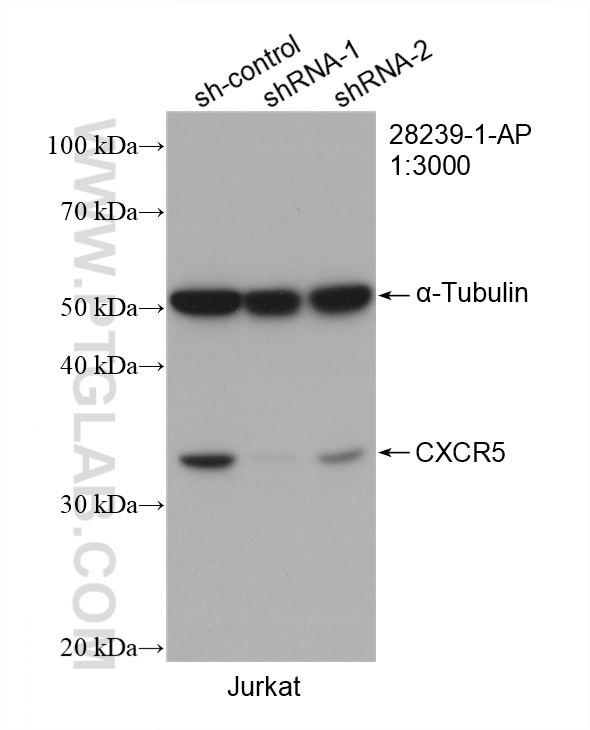 Western Blot (WB) analysis of Jurkat cells using CXCR5 Polyclonal antibody (28239-1-AP)