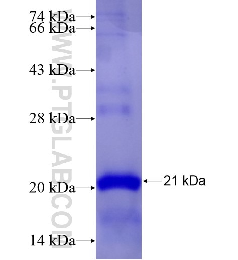 CXCR5 fusion protein Ag28271 SDS-PAGE