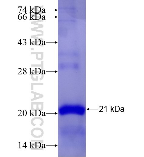 CXCR5 fusion protein Ag28271 SDS-PAGE