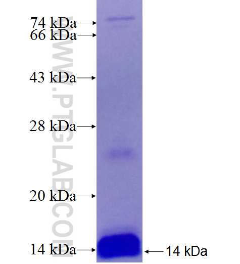 CXCR6 fusion protein Ag27053 SDS-PAGE