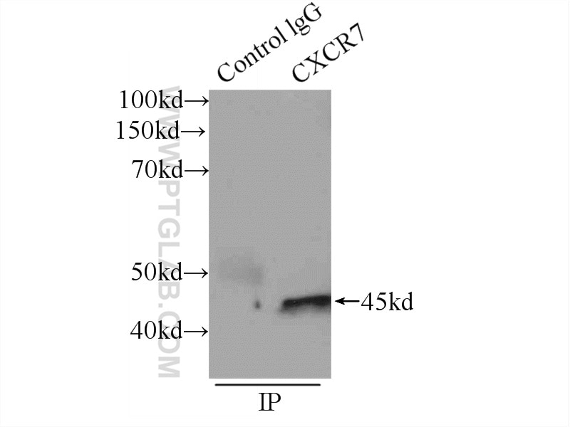 Immunoprecipitation (IP) experiment of HUVEC cells using CXCR7 Polyclonal antibody (20423-1-AP)