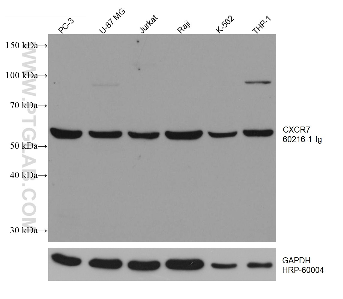 Western Blot (WB) analysis of various lysates using CXCR7 Monoclonal antibody (60216-1-Ig)