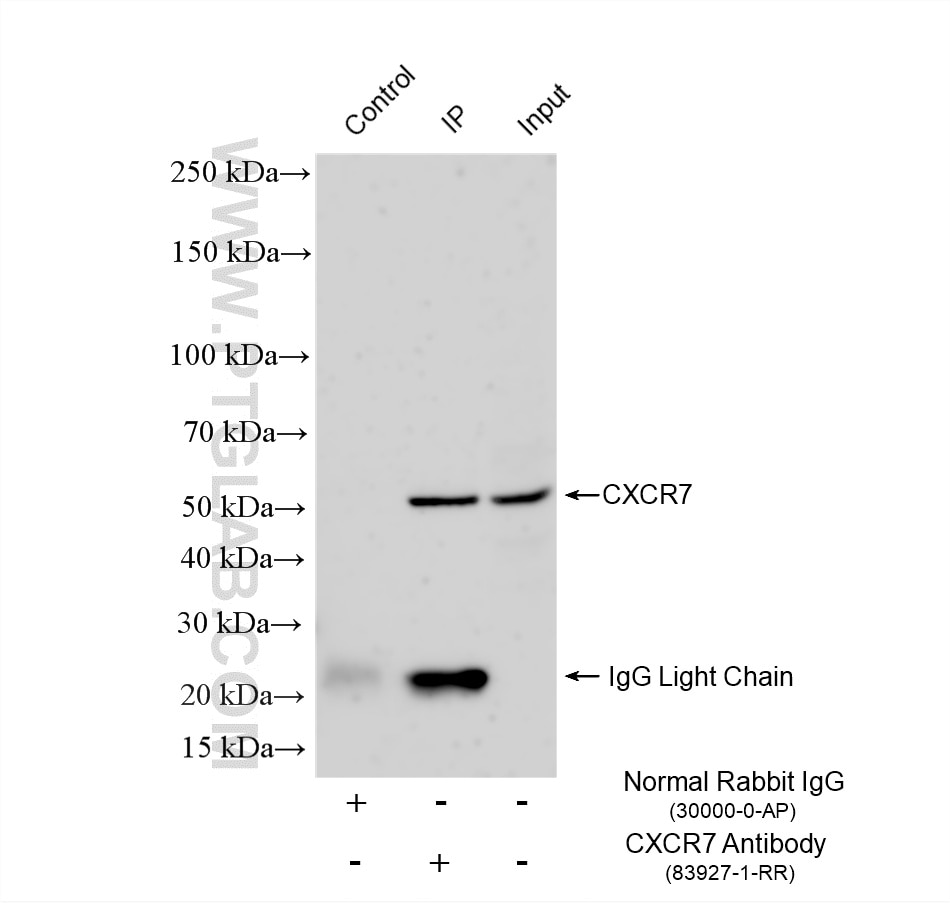 Immunoprecipitation (IP) experiment of Raji cells using CXCR7 Recombinant monoclonal antibody (83927-1-RR)
