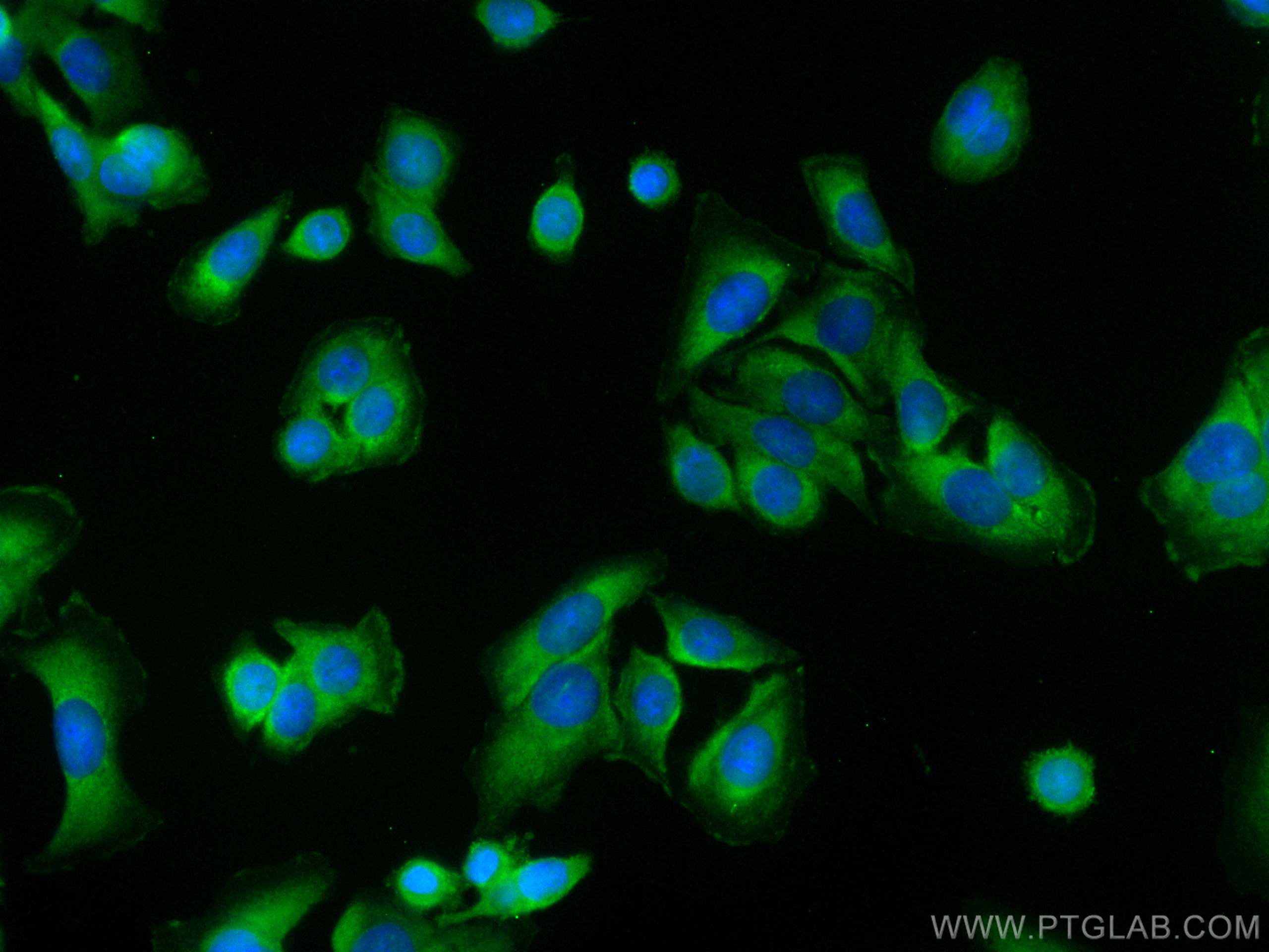 Immunofluorescence (IF) / fluorescent staining of SW480 cells using CoraLite® Plus 488-conjugated CXCR7 Monoclonal ant (CL488-60216)