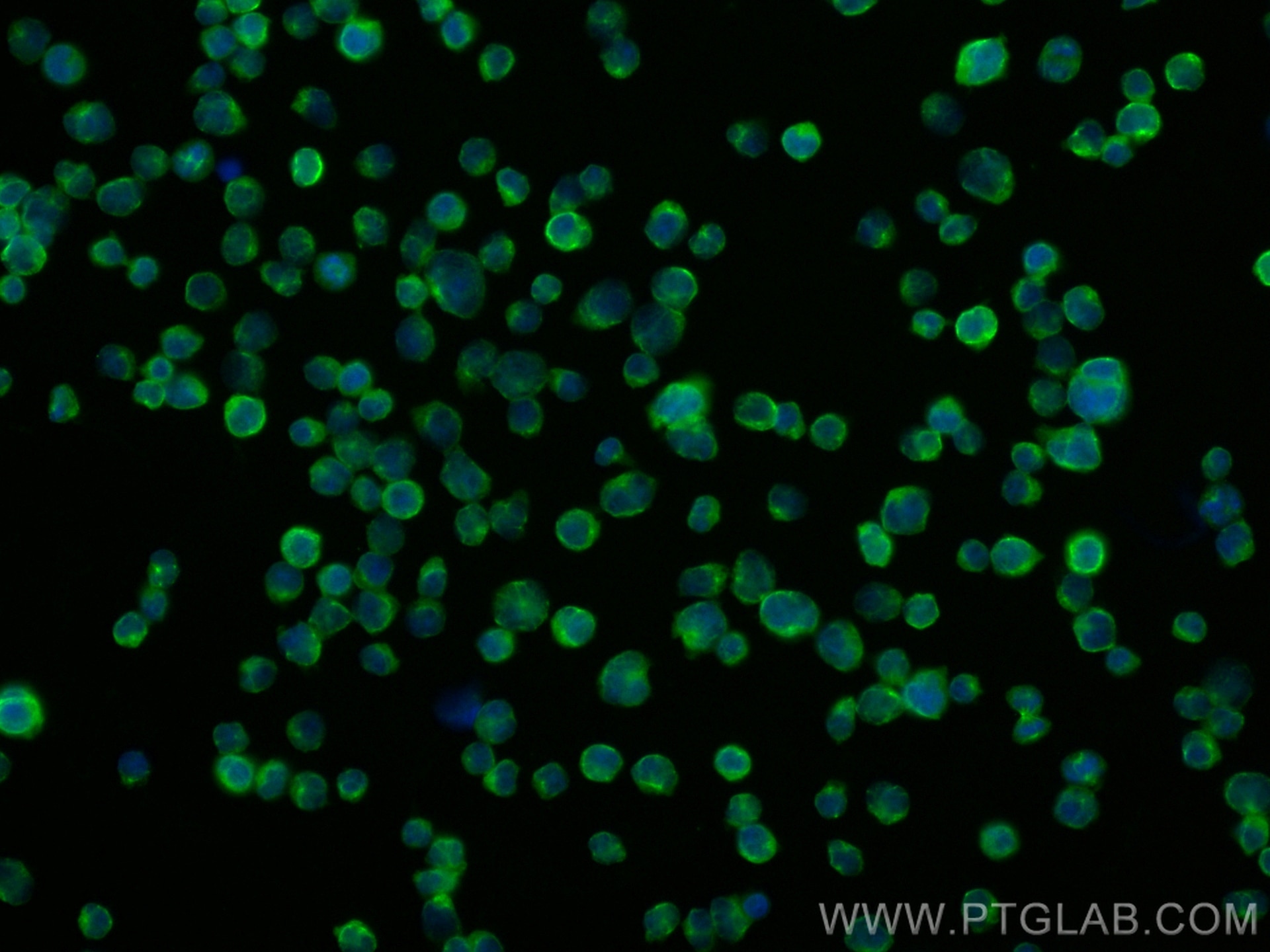 Immunofluorescence (IF) / fluorescent staining of Jurkat cells using CoraLite® Plus 488-conjugated CXCR7 Recombinant an (CL488-83927)