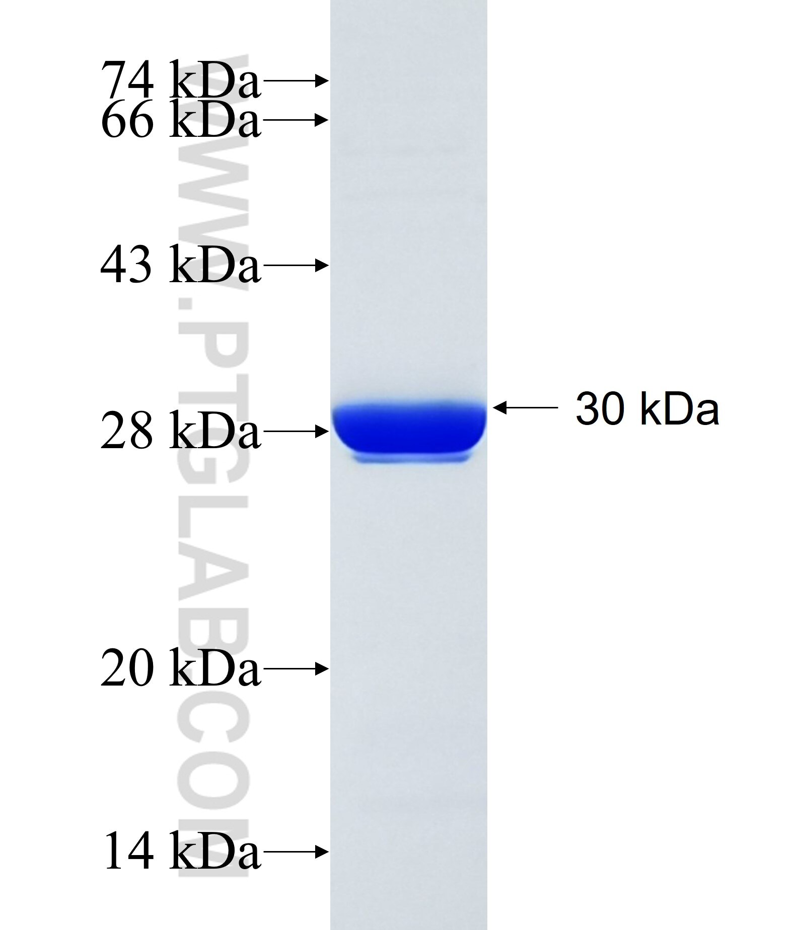 CXCR7 fusion protein Ag34218 SDS-PAGE