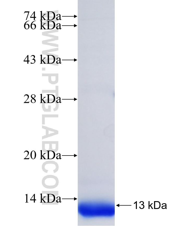 CXCR7 fusion protein Ag34248 SDS-PAGE
