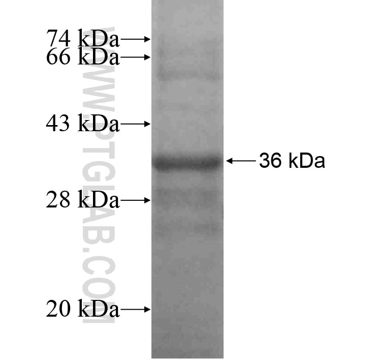 CXCR7 fusion protein Ag14247 SDS-PAGE