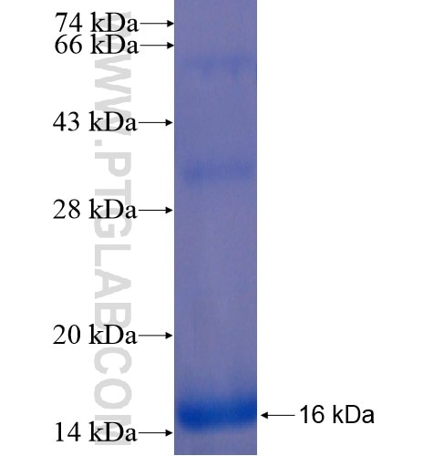 CXCR7 fusion protein Ag14684 SDS-PAGE
