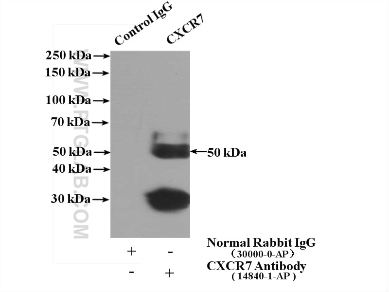 Immunoprecipitation (IP) experiment of K-562 cells using CXCR7-Specific Polyclonal antibody (14840-1-AP)