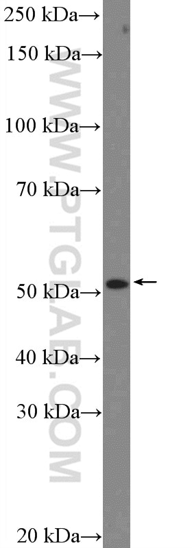 Western Blot (WB) analysis of C6 cells using CXCR7-Specific Polyclonal antibody (14840-1-AP)