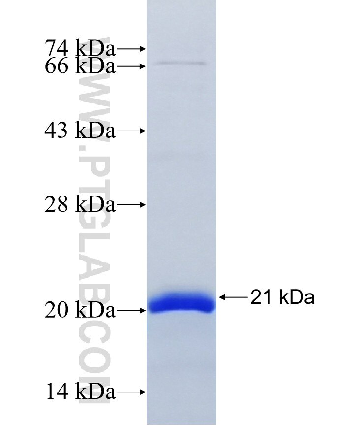 CXXC4 fusion protein Ag41597 SDS-PAGE