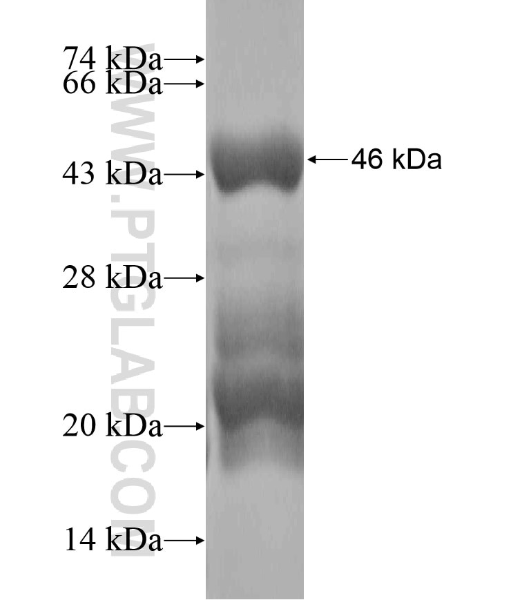 CXXC4 fusion protein Ag18560 SDS-PAGE