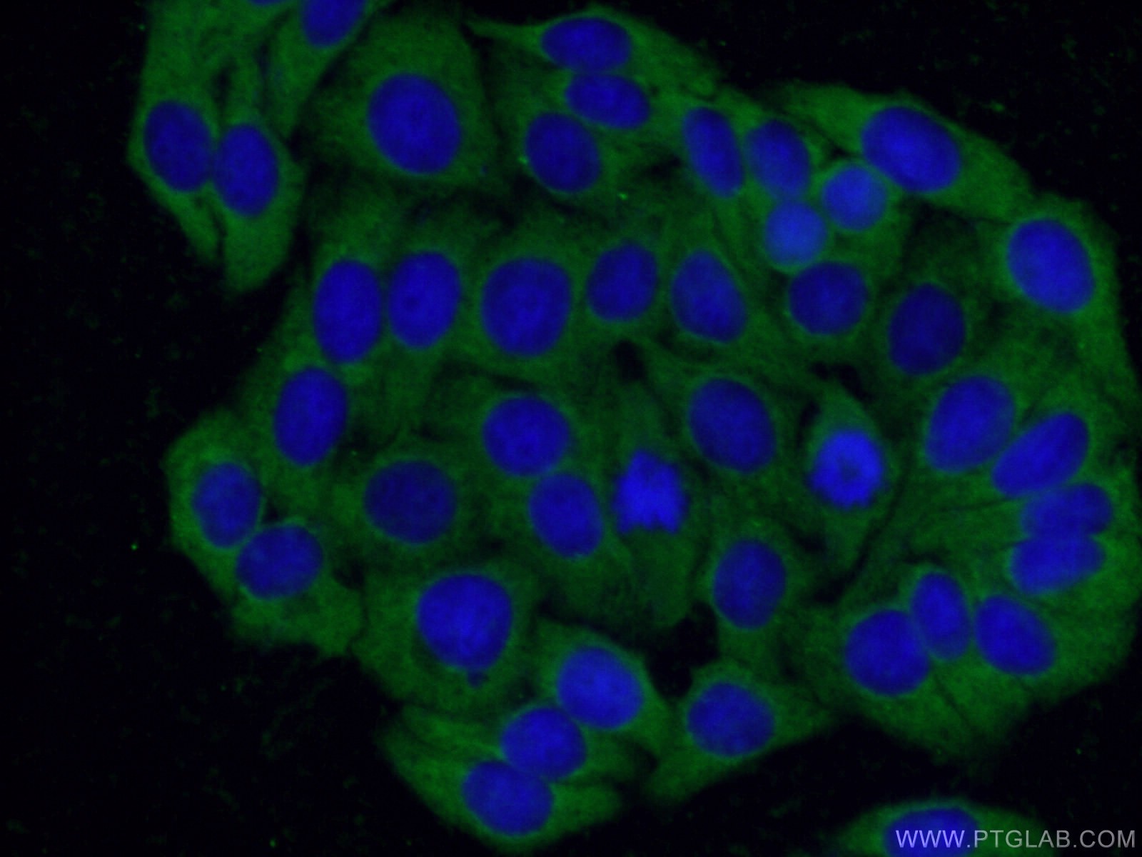 Immunofluorescence (IF) / fluorescent staining of HepG2 cells using CXXC5 Polyclonal antibody (16513-1-AP)