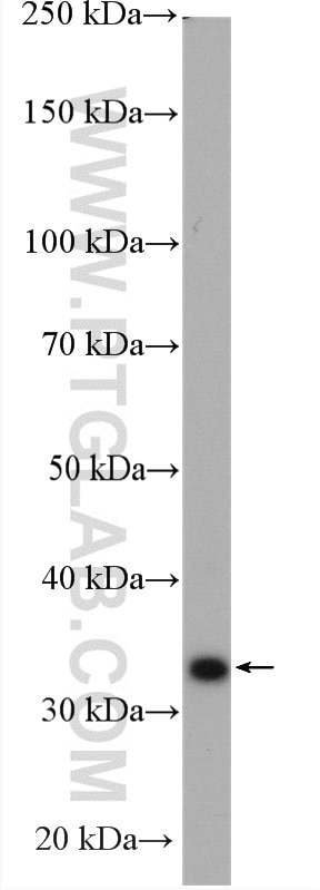 Western Blot (WB) analysis of MCF-7 cells using CXXC5 Polyclonal antibody (16513-1-PBS)