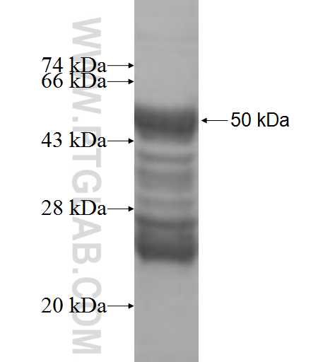 CXXC5 fusion protein Ag9733 SDS-PAGE