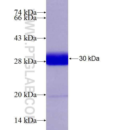 CXXC5 fusion protein Ag9949 SDS-PAGE