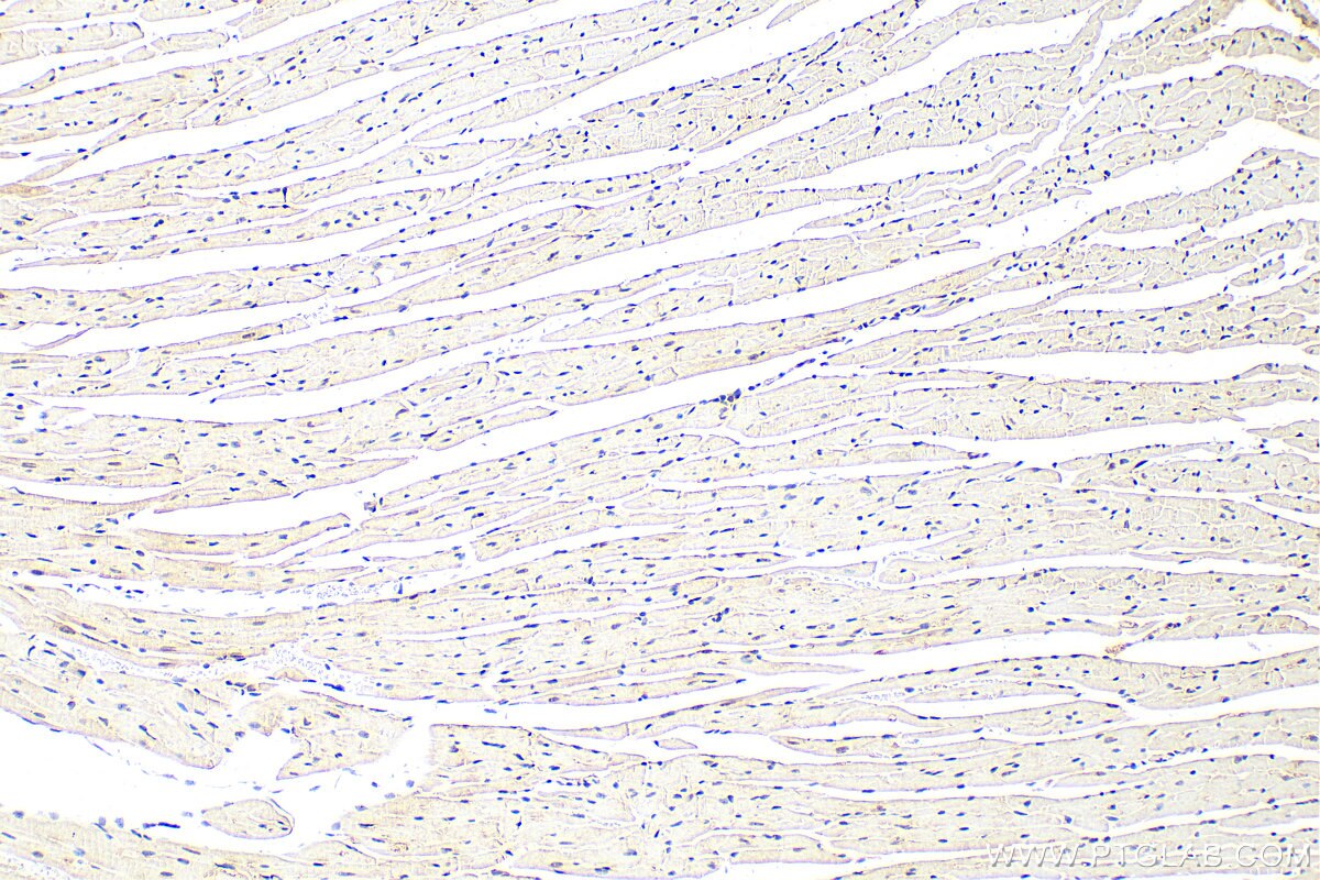 Immunohistochemistry (IHC) staining of mouse heart tissue using CXorf15 Polyclonal antibody (22357-1-AP)
