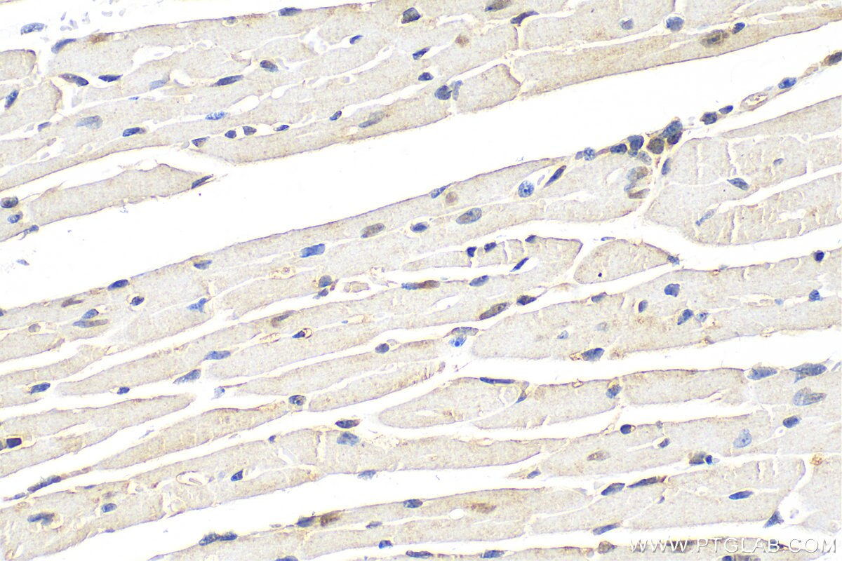 Immunohistochemistry (IHC) staining of mouse heart tissue using CXorf15 Polyclonal antibody (22357-1-AP)