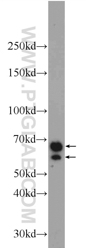 Western Blot (WB) analysis of HEK-293 cells using CXorf15 Polyclonal antibody (22357-1-AP)