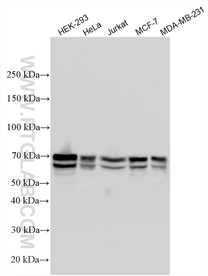 WB analysis using 22357-1-AP Western Blot (WB) analysis of various lysates using CXorf15 Polyclonal antibody (22357-1-AP)