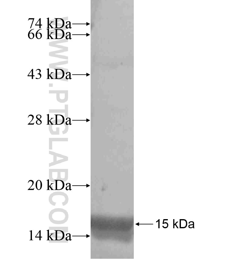 CXorf15 fusion protein Ag18178 SDS-PAGE