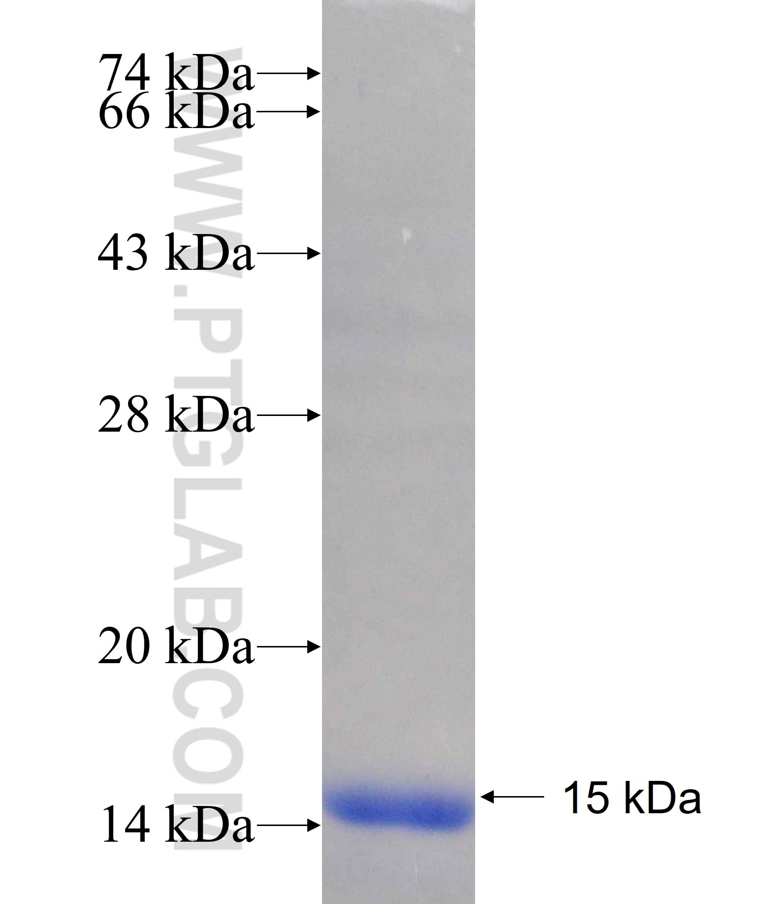 CXorf15 fusion protein Ag18178 SDS-PAGE