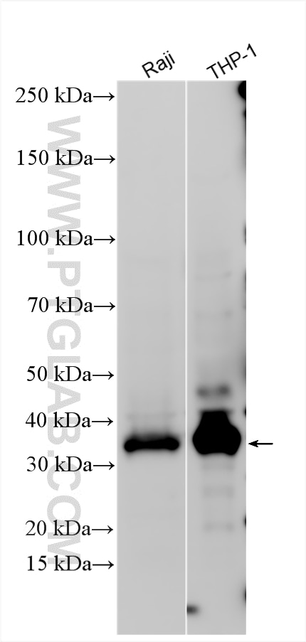 WB analysis using 30244-1-AP (same clone as 30244-1-PBS) Western Blot (WB) analysis of various lysates using CXorf21 Polyclonal antibody (30244-1-AP)