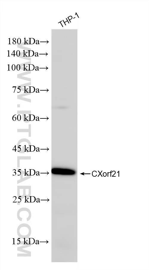 WB analysis of THP-1 using 88004-1-RR Western Blot (WB) analysis of THP-1 cells using CXorf21 Recombinant monoclonal antibody (88004-1-RR)