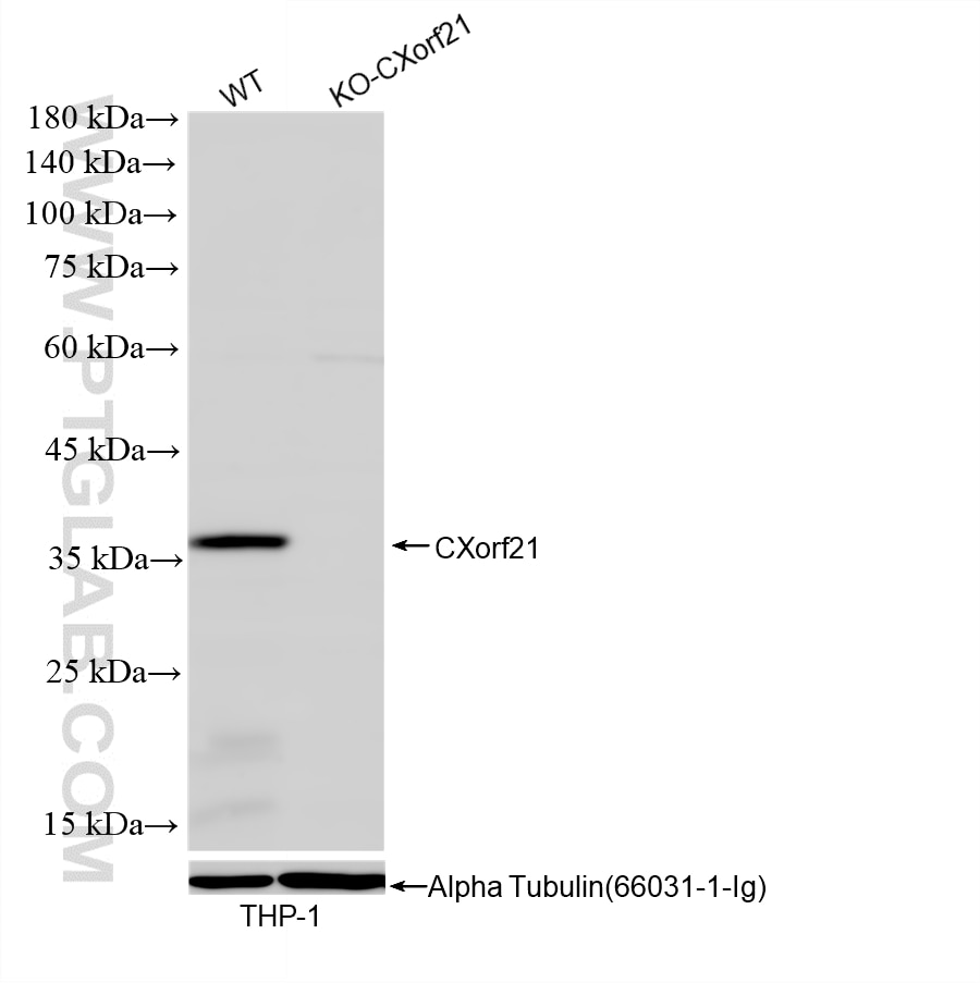 WB analysis using 88004-1-RR Western Blot (WB) analysis of various lysates using CXorf21 Recombinant monoclonal antibody (88004-1-RR)