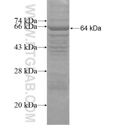 CXorf22 fusion protein Ag14910 SDS-PAGE