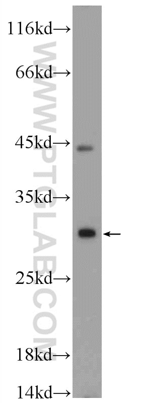 Western Blot (WB) analysis of mouse lung tissue using CXorf26 Polyclonal antibody (20137-1-AP)