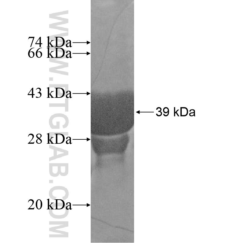 CXorf27 fusion protein Ag16605 SDS-PAGE