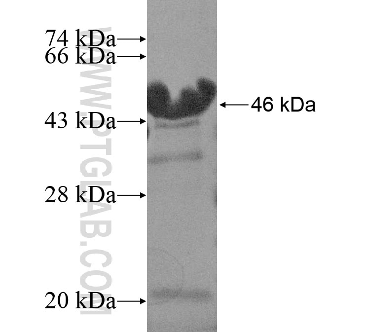 CXorf41 fusion protein Ag15448 SDS-PAGE