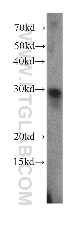 Western Blot (WB) analysis of mouse kidney tissue using CXorf56 Polyclonal antibody (24021-1-AP)