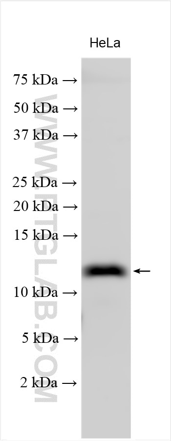 Western Blot (WB) analysis of various lysates using KK-LC-1 Polyclonal antibody (25708-1-AP)