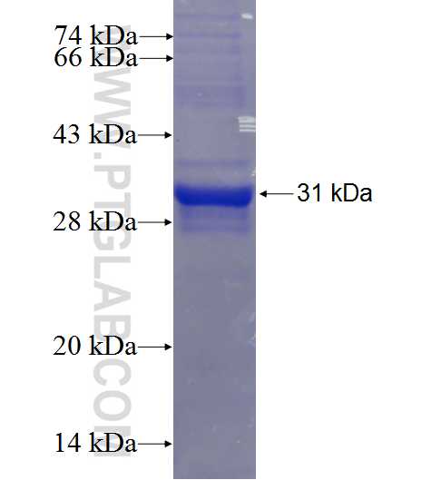 CYB561 fusion protein Ag24319 SDS-PAGE