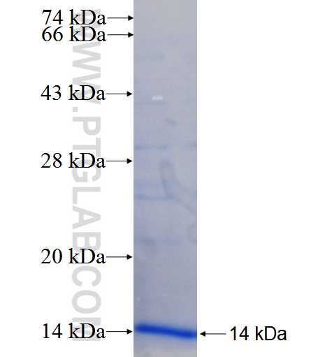 CYB561 fusion protein Ag24393 SDS-PAGE