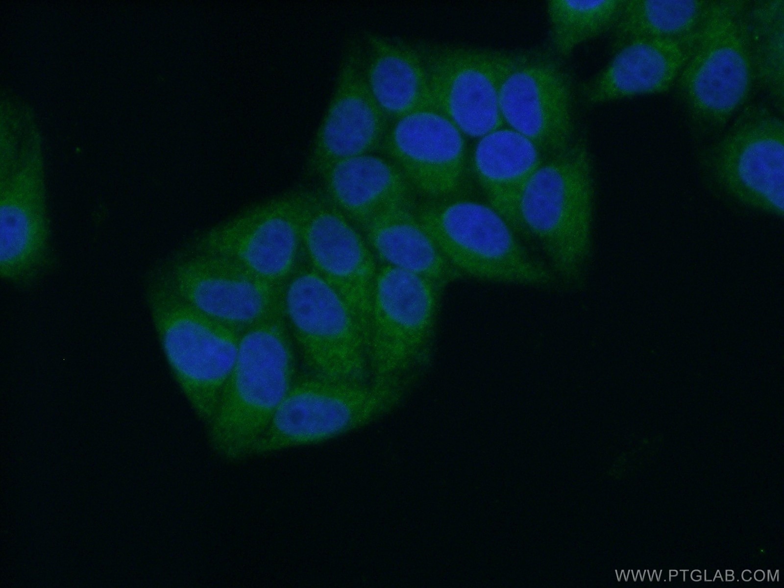 Immunofluorescence (IF) / fluorescent staining of HepG2 cells using CYB5B Polyclonal antibody (15469-1-AP)