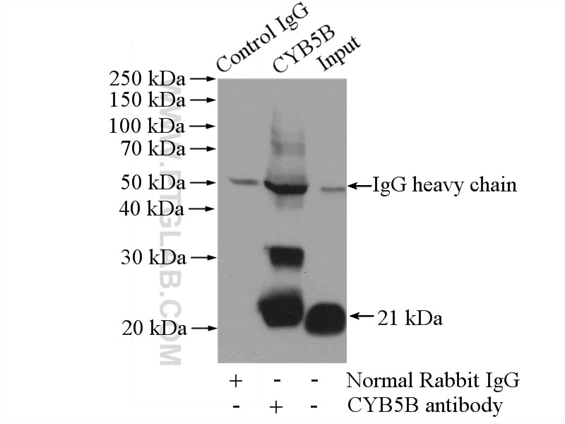 Immunoprecipitation (IP) experiment of mouse lung tissue using CYB5B Polyclonal antibody (15469-1-AP)