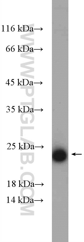 Western Blot (WB) analysis of HepG2 cells using CYB5B Polyclonal antibody (15469-1-AP)