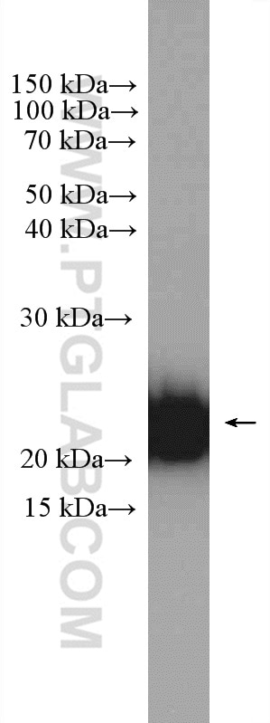 Western Blot (WB) analysis of HepG2 cells using CYB5B Polyclonal antibody (15469-1-AP)