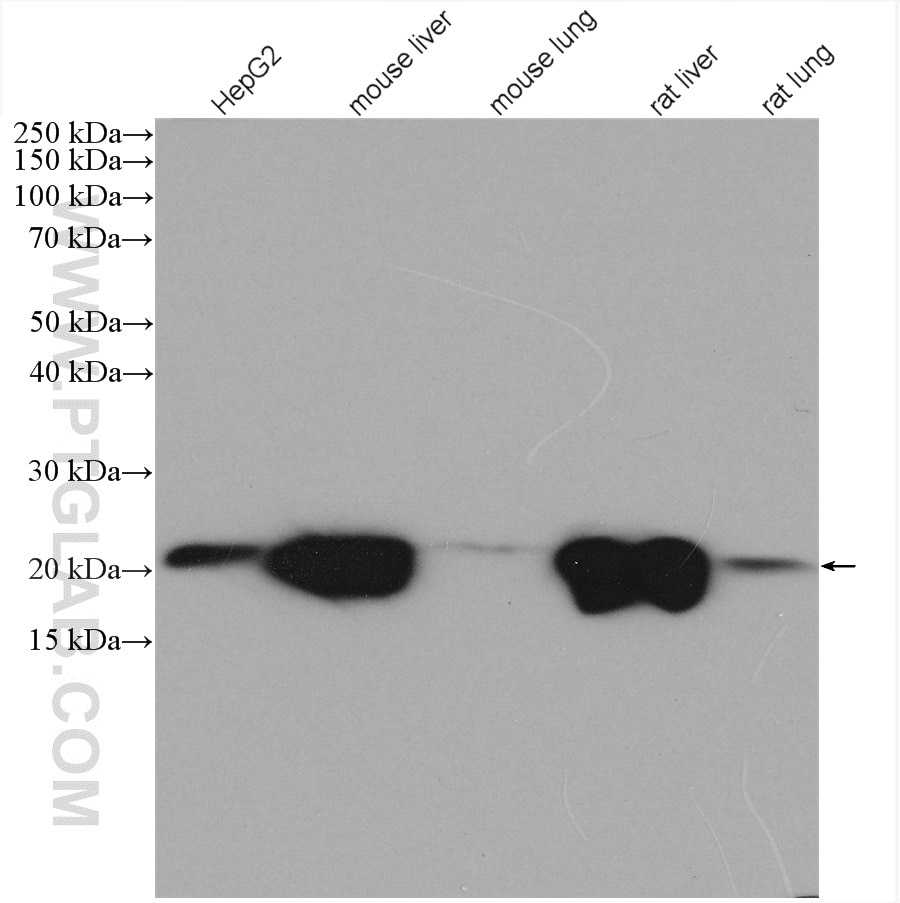 Western Blot (WB) analysis of various lysates using CYB5B Polyclonal antibody (15469-1-AP)