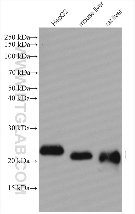 Western Blot (WB) analysis of various lysates using CYB5B Polyclonal antibody (15469-1-AP)
