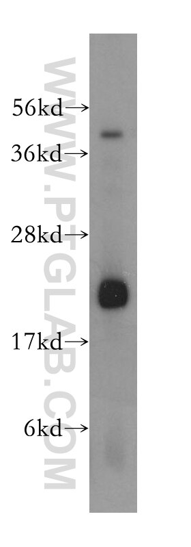 Western Blot (WB) analysis of mouse lung tissue using CYB5B Polyclonal antibody (15469-1-AP)