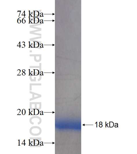 CYB5B fusion protein Ag7635 SDS-PAGE