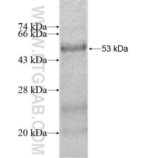 CYB5R2 fusion protein Ag10338 SDS-PAGE